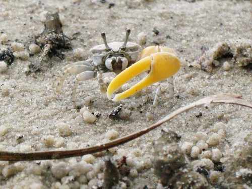 Image of a small grey Fiddler Crab with a large yellow left claw standing on sand.